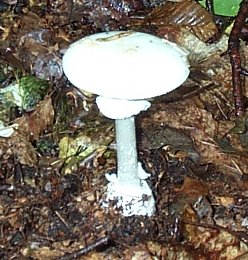 Amanite Printanire ou Amanita verna