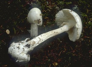 Amanite vireuse ou amanita virosa