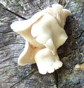 Pleurote corne d' abondance ou Pleurotus cornucopiae