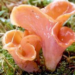 Gupinie rousse ou oreille de veau tremiscus helvelloides ou guepinia helvelloides ou rufa