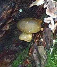 Pleurote tardif ou Panellus serotinus ou Sarcomyxa serotina