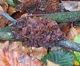 Trmelle foliace ou Tremella foliacea