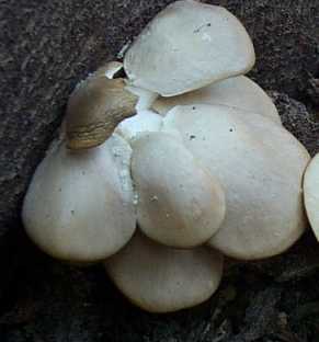 Pleurote voil ou Pleurotus dryinus