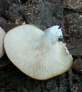 Pleurote voil ou Pleurotus dryinus