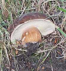 Cpe bronz ou tte de ngre ou Boletus aereus