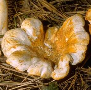Girolle blanche ou cantharellus pallens

