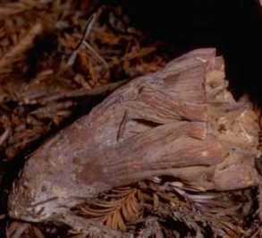 Chanterelle violette ou Gomphus clavatus