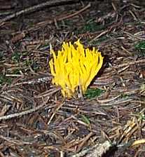 Calocre visqueuse ou Calocera viscosa