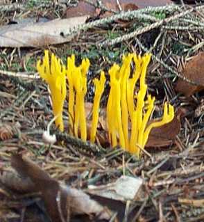 Calocre visqueuse ou Calocera viscosa