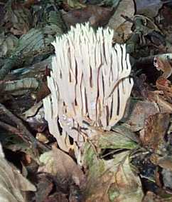 Clavaire droite ou Ramaria stricta