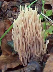 Clavaire droite ou Ramaria stricta