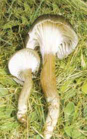 Hygrophore des chvres ou Hygrophorus camarophyllus