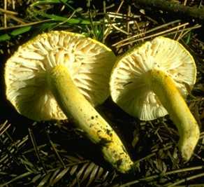 Hygrophore jaune ou Hygrophorus chrysodon