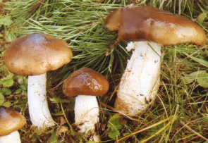 Hygrophore limace ou Hygrophorus latitabundus