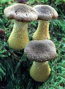 Armillaire bulbeuse ou Armillaria gallica ou bulbosa