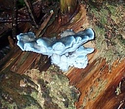 Polypore bleut ou Oligoporus caesius ou Postia caesia