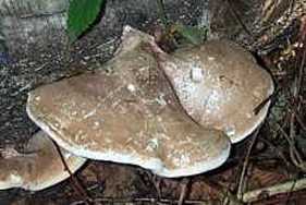 Polypore du bouleaux ou Piptoporus betulinus