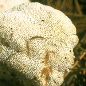 Polypore poule des bois ou grifola frondosa ou polyporus frondosus