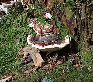 Polypore des pins ou Heterobasidion annosum ou Fomes annosum