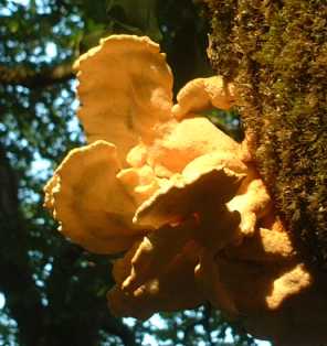 Polypore souffr ou laetiporus sulfureus ou polyporus sulfureus  ou sulphurus