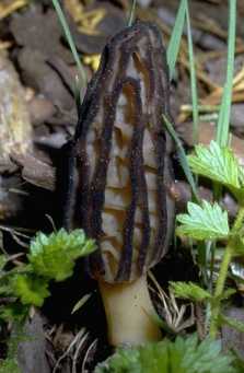 Morille coste ou Morchella costata ou Morchella elata var. costata