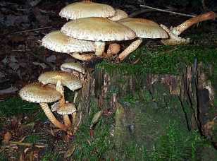 Pholiote cailleuse ou Pholiota squarrosa