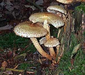 Pholiote cailleuse ou Pholiota squarrosa