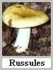 Les russules , une trs grande famille de champignons