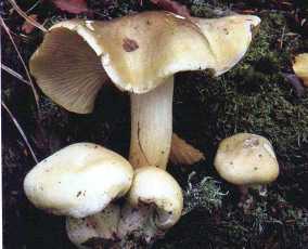 Tricholome savon ou tricholoma saponaceum