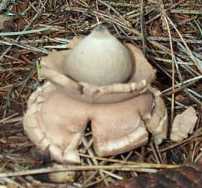 Gastre  trois enveloppes ou Geastrum triplex