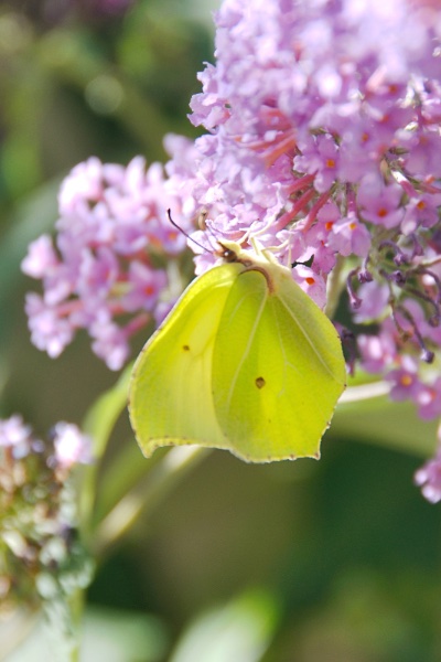 DSC_0161t.JPG
