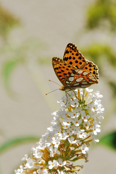 DSC_0022t.JPG