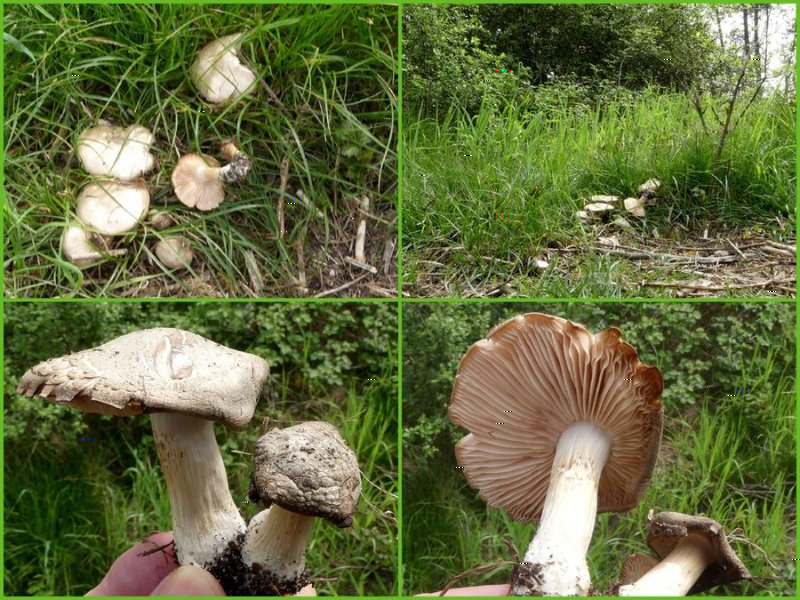 champignon-1b.jpg
