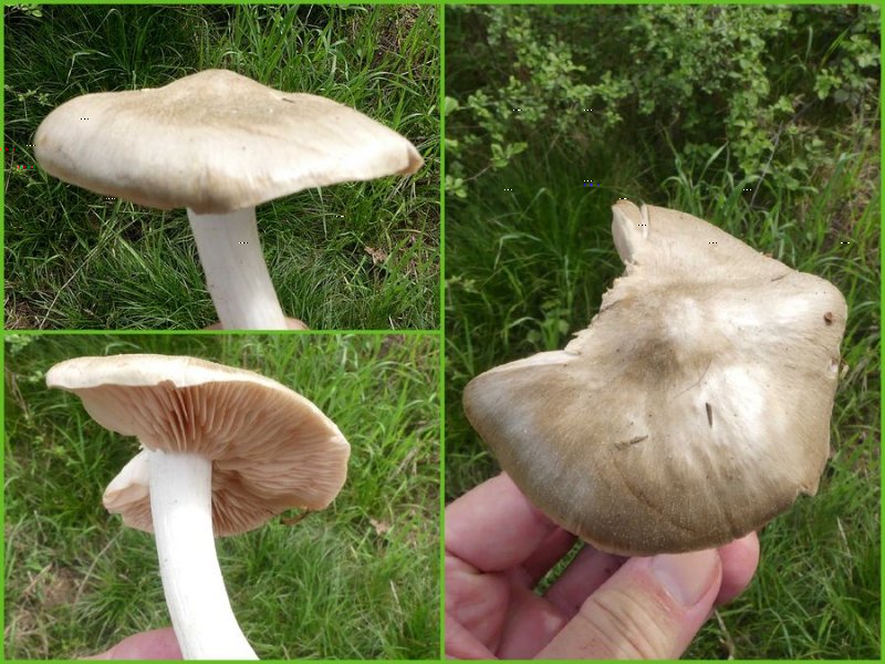 champignon-2b.jpg