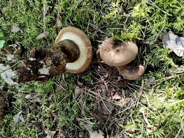 fungus_2022-07-08-11-12-35.jpg