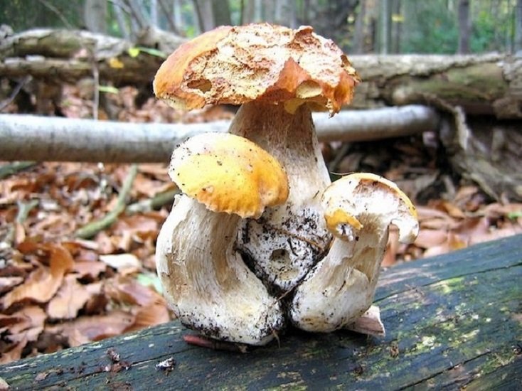 Le cèpe citron, boletus venturii  (4).jpg