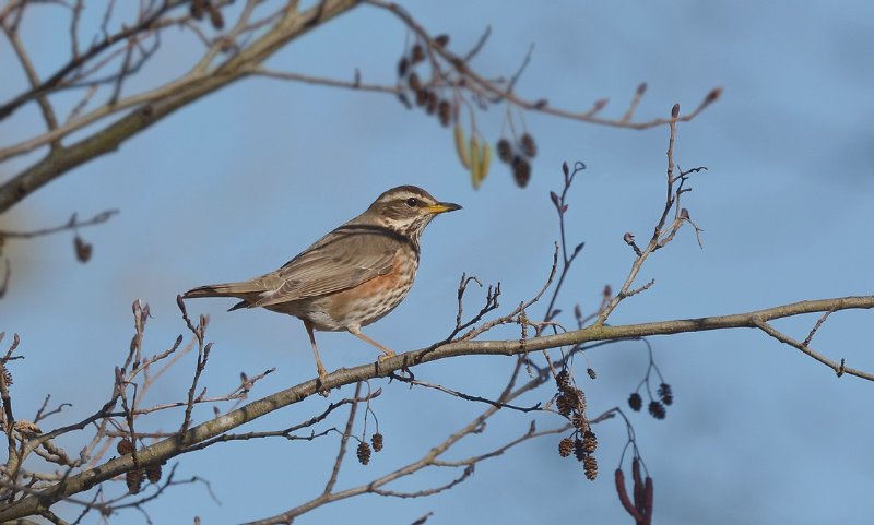DSC_2426a.JPG
