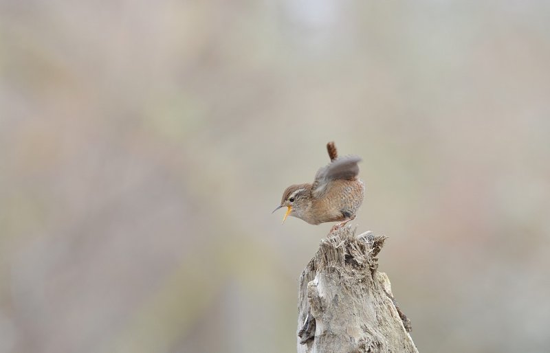 DSC_3277.JPG